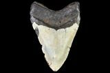 Fossil Megalodon Tooth - North Carolina #108958-2